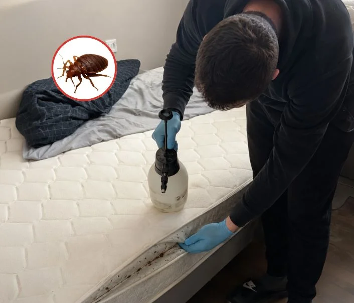 Technicien traitant un matelas contre les punaises de lit à Villemaréchal